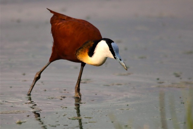 10 Simple but Powerful Ways You Can Help African Bird Conservation (Even from Your Backyard)